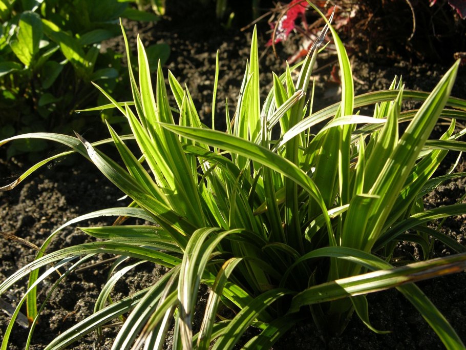 Осока Альболинеата