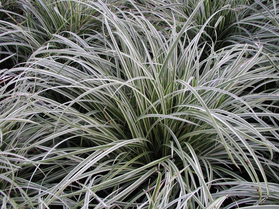 Осока килиомаргината