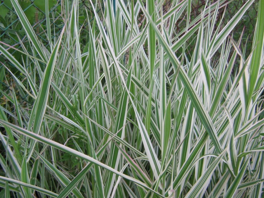 Carex oshimensis Evergold