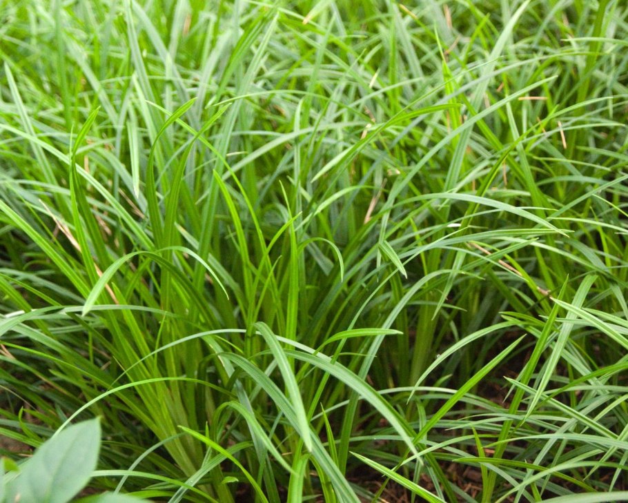 Осока повислая Carex pendula