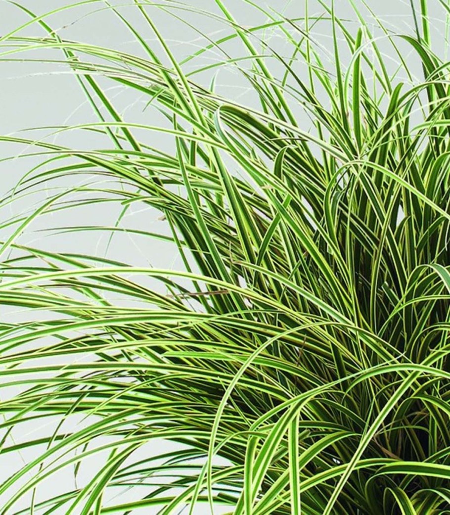 Осока Морроу Вариегата