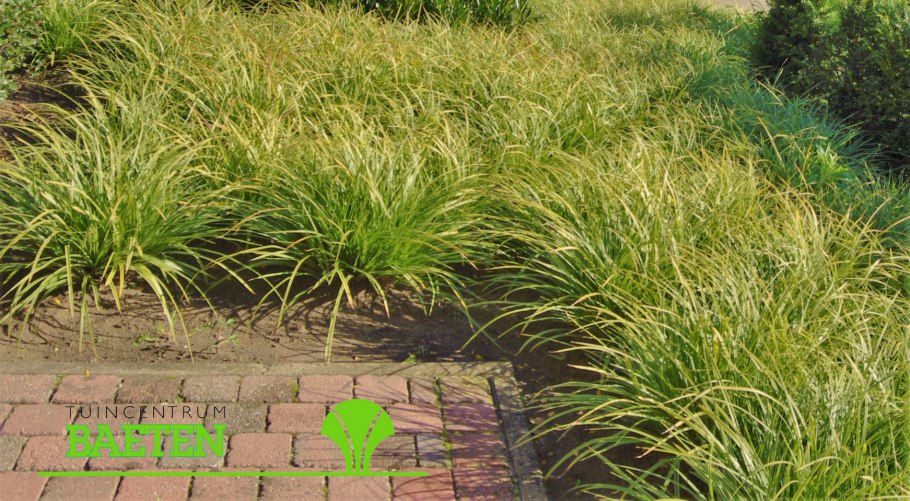 Carex morrowii variegata