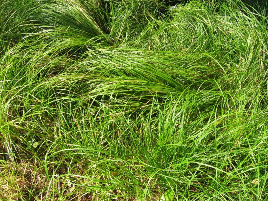 Осока Морроу (Carex morrowii 'variegata) р9