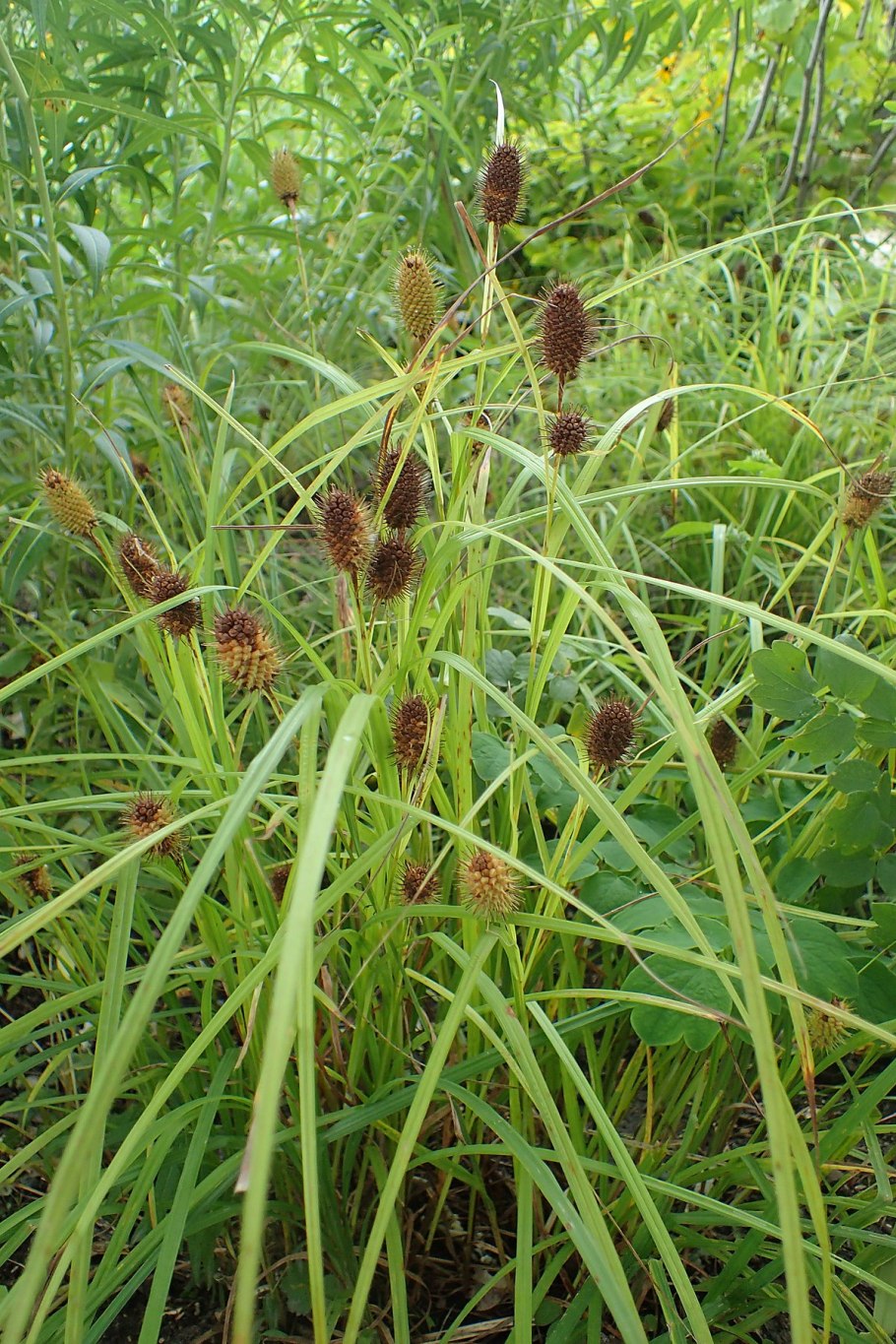 Осока гладконосая (carex leiorhyncha)