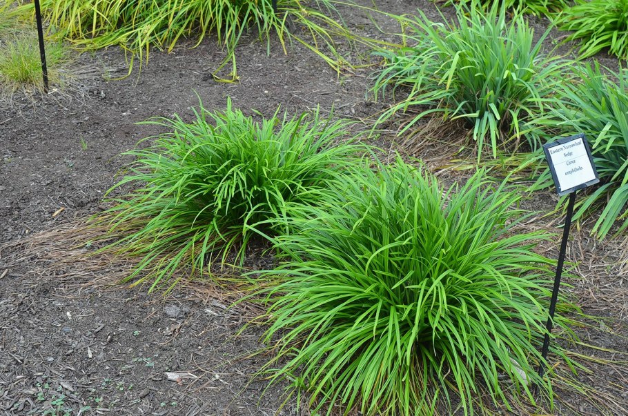 Осока Моррова / японская айс дэнс