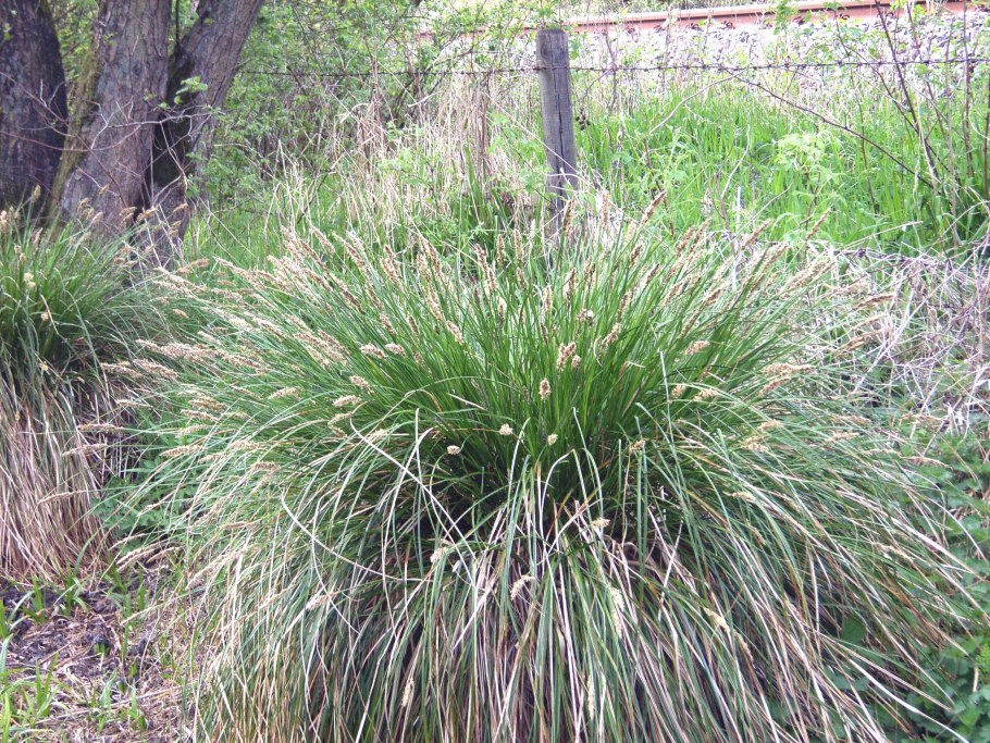 Осока Морроу (Carex morrowii )