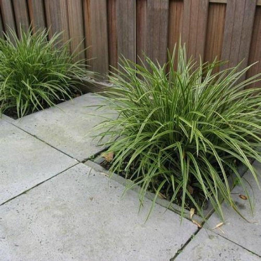 Осока пальмолистная Вариегата