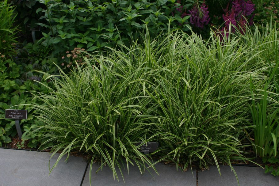 Осока Моррова