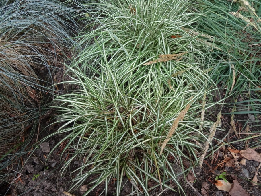 Карекс brunnea Aureomarginata