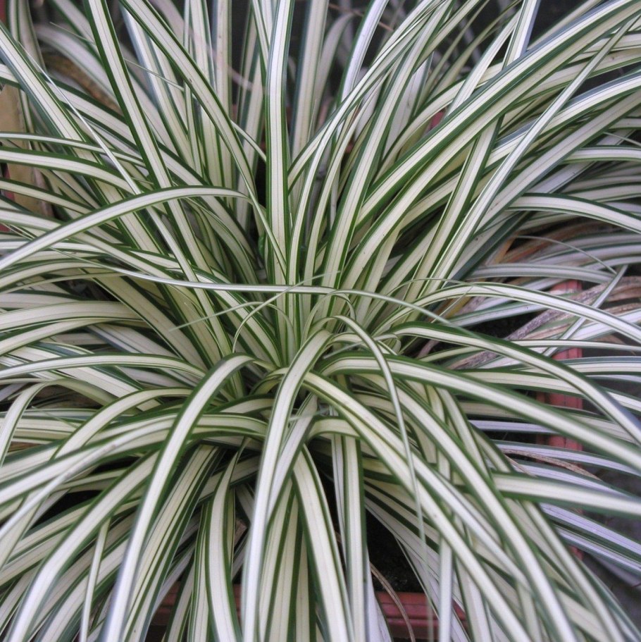 Осока Морроу 'variegata'