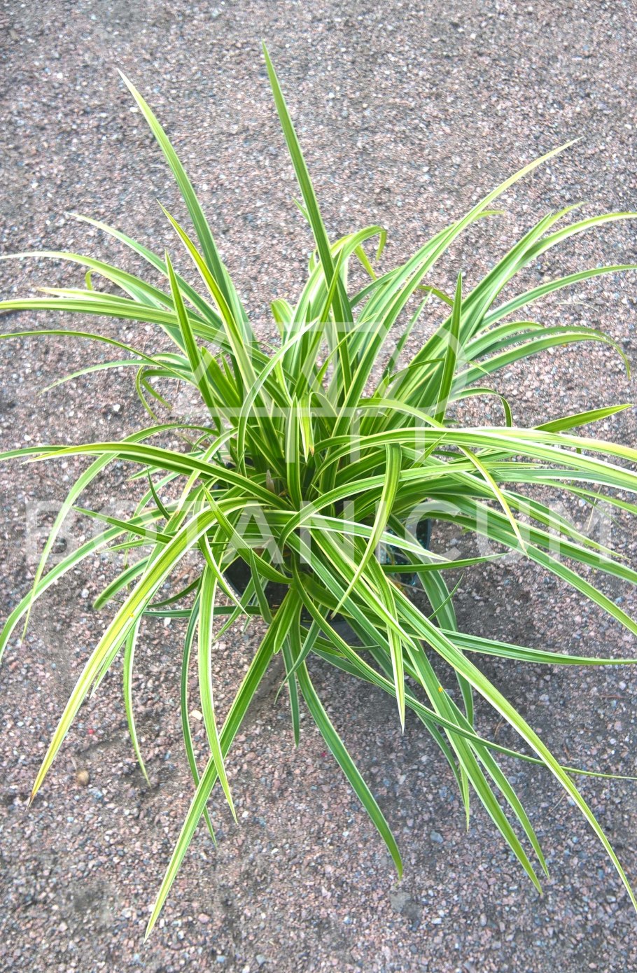 Осока Морроу (Carex morrowii )