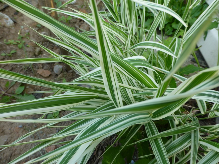 Осока Моррова