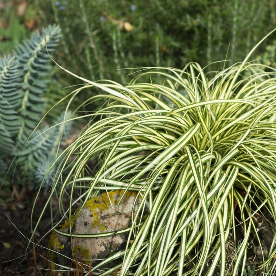 Осока ржаволистная