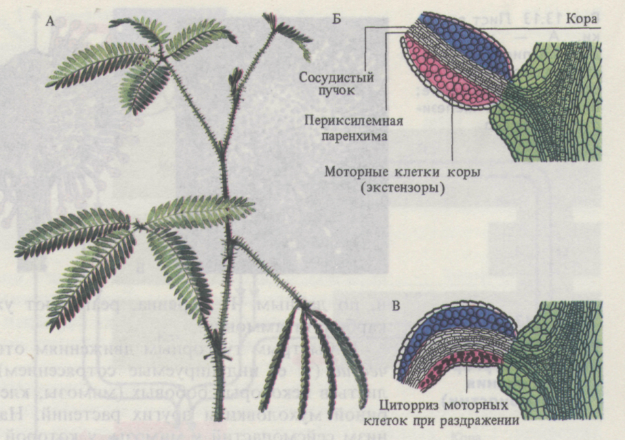 Sporangia in.Frankie