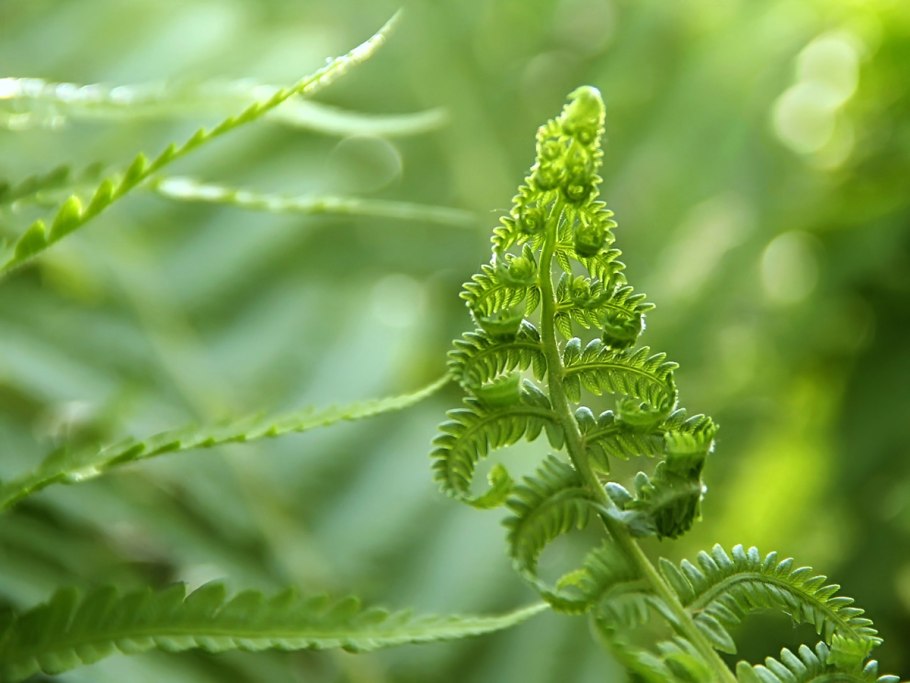 Хвощ полевой лечебные