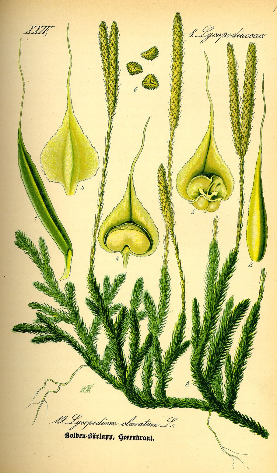 Плаун (Lycopodium)
