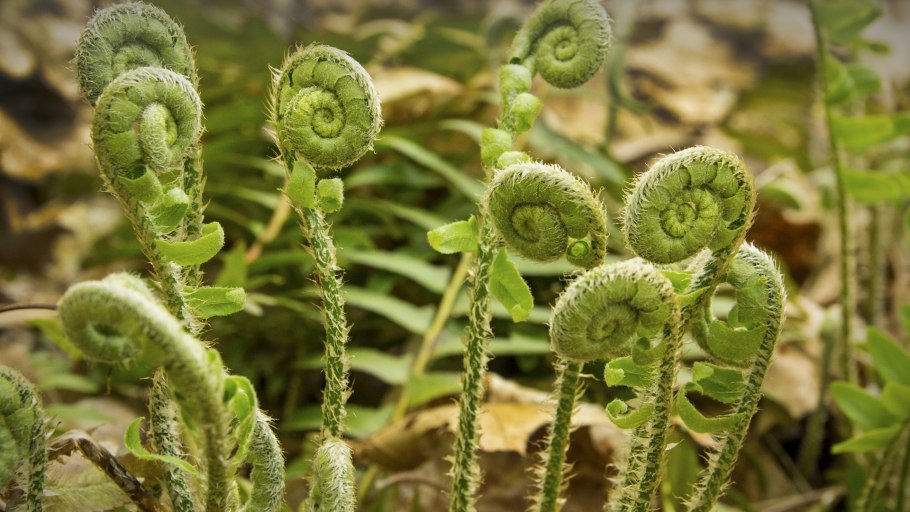 Плаун ликоподий