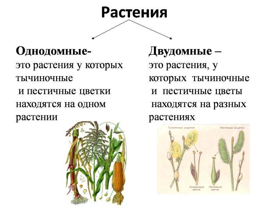 Однодомные и двудомные цветки