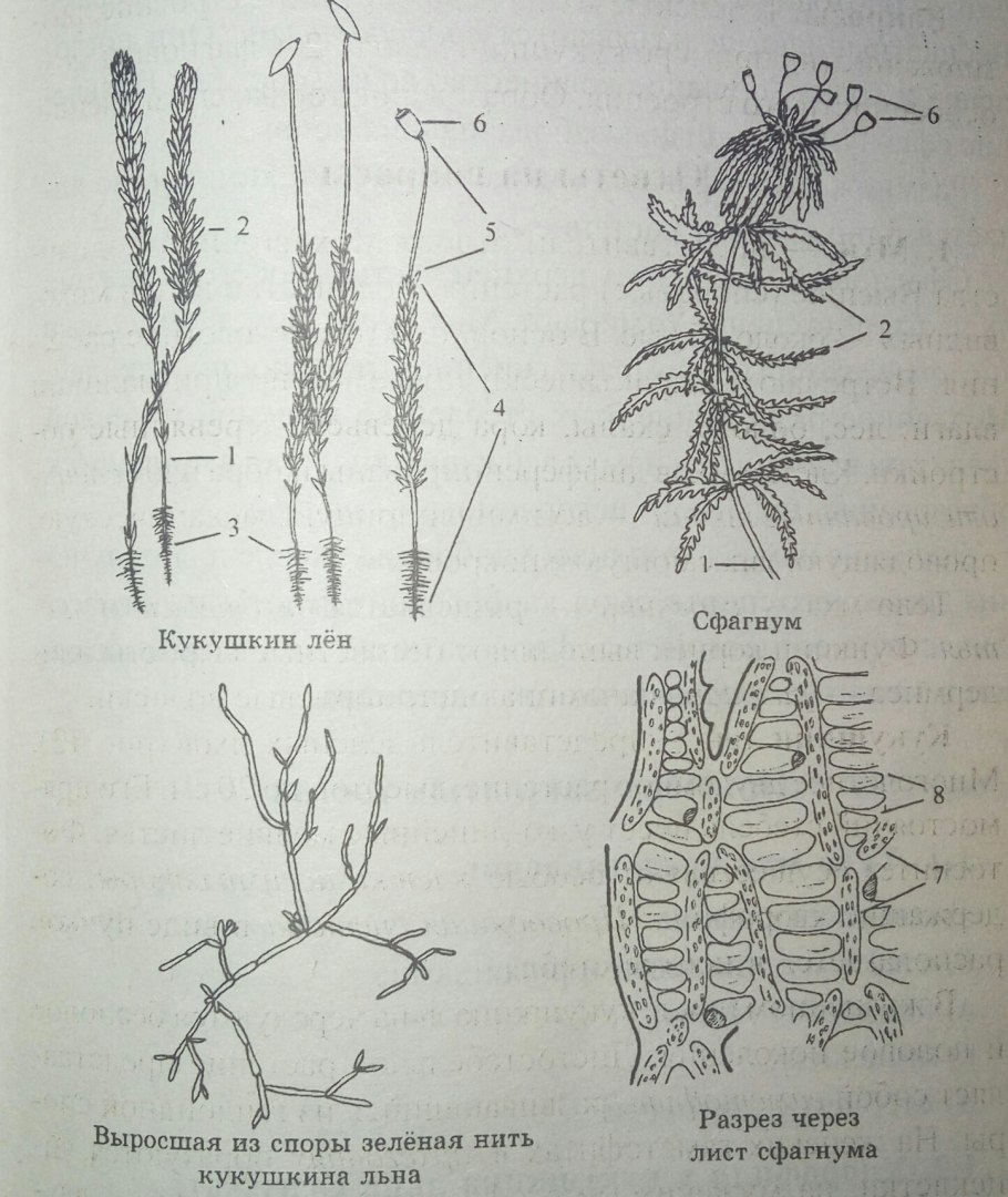 Плаун булавовидный Lycopodium clavatum l.