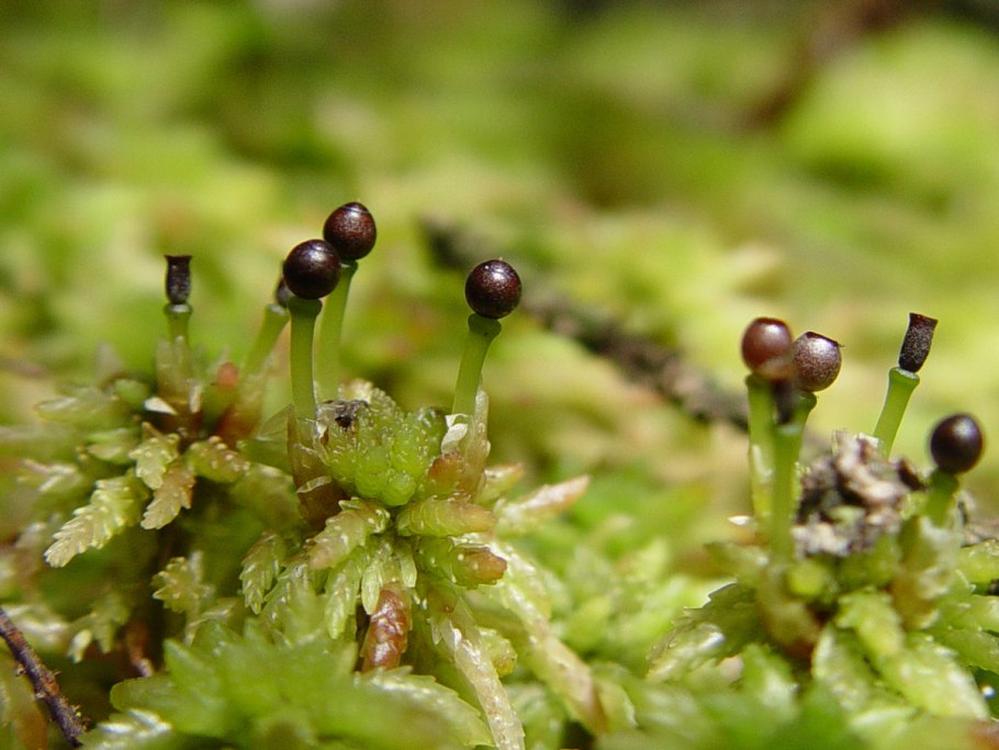 Хвощ большой Equisetum telmateia
