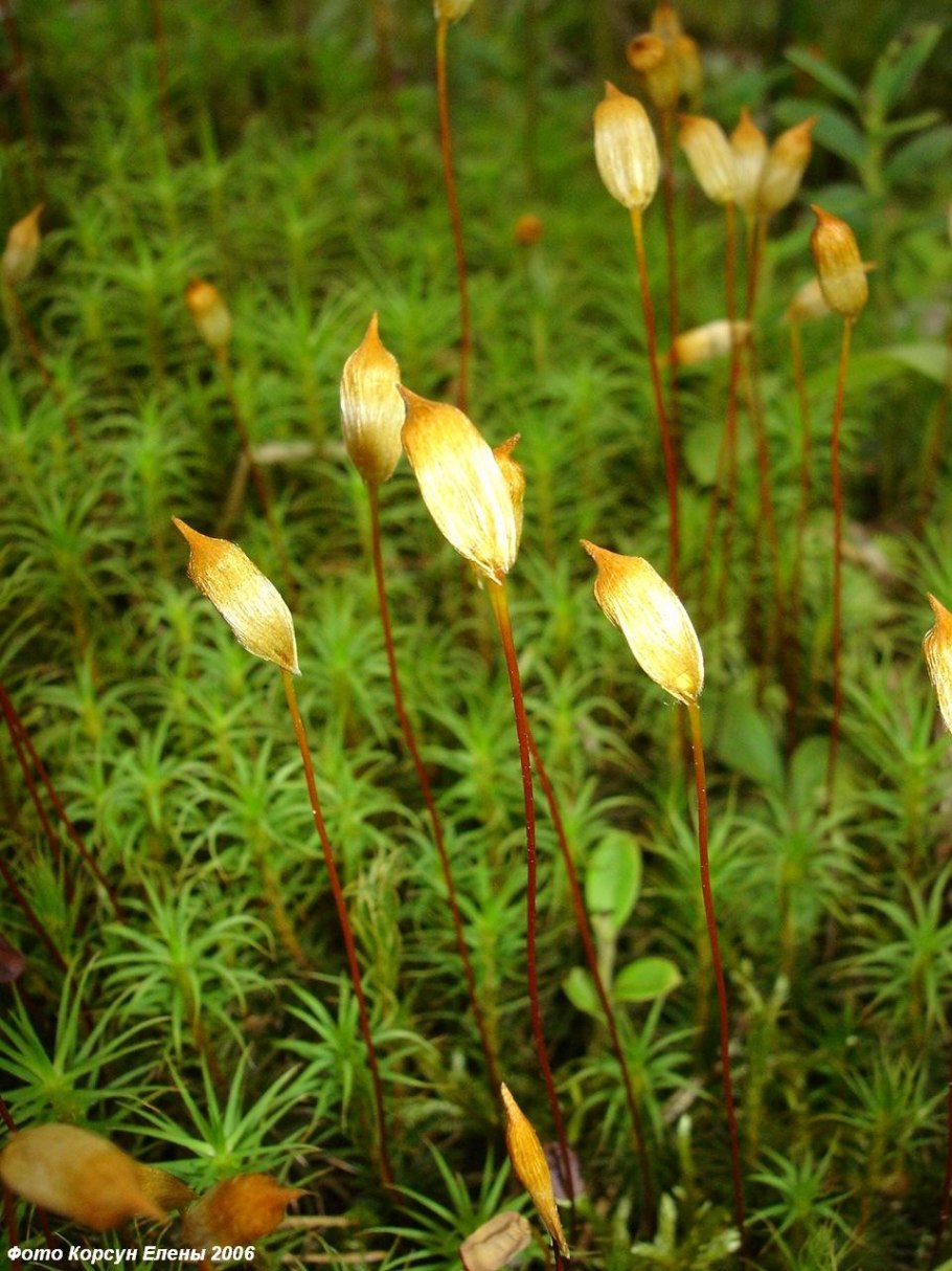 Плаун булавовидный