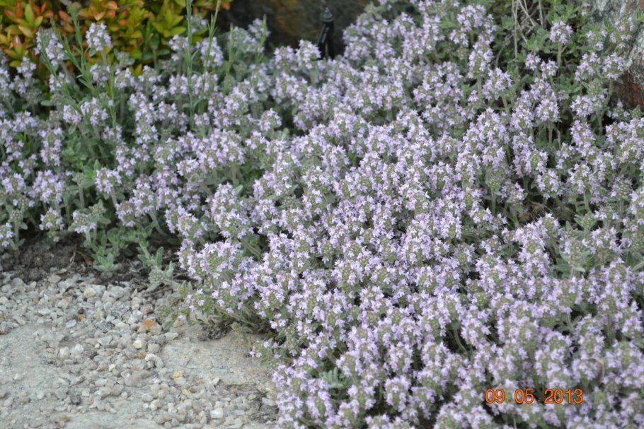 Тимьян шерстистый