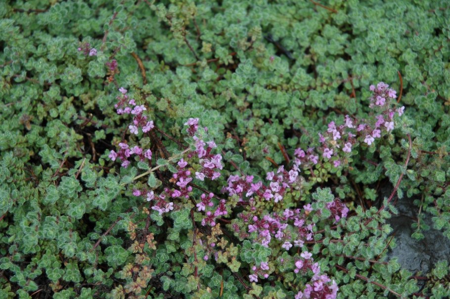 Тимьян ползучий 'albiflorus'