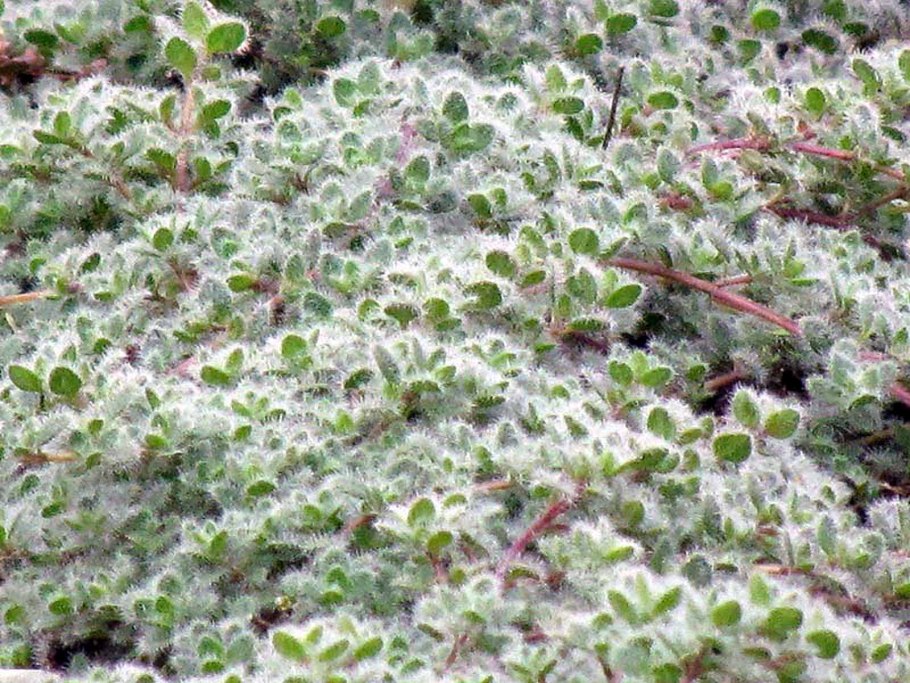 Тимьян ранний ложнопушистый