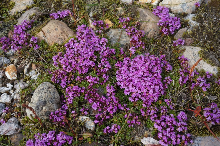 Чабрец растение