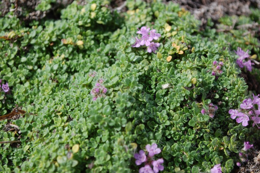 Тимьян моховидный