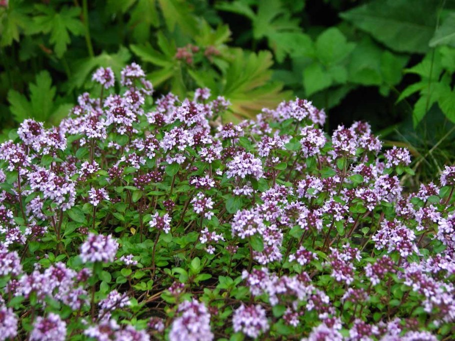 Тимьян ползучий чабрец полевой