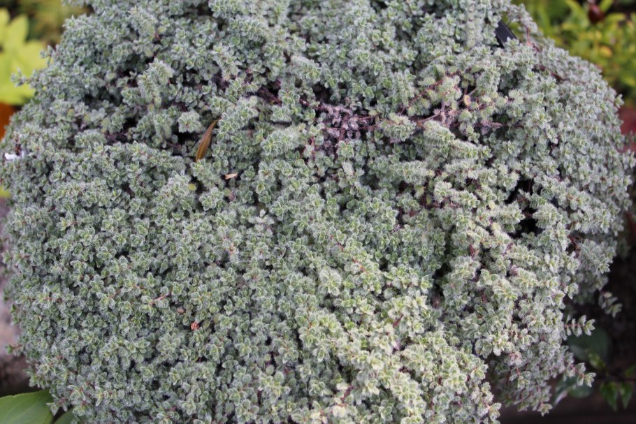 Тимьян ложнопушистый (Thymus pseudolanuginosus &#96;Woolly&#96;)