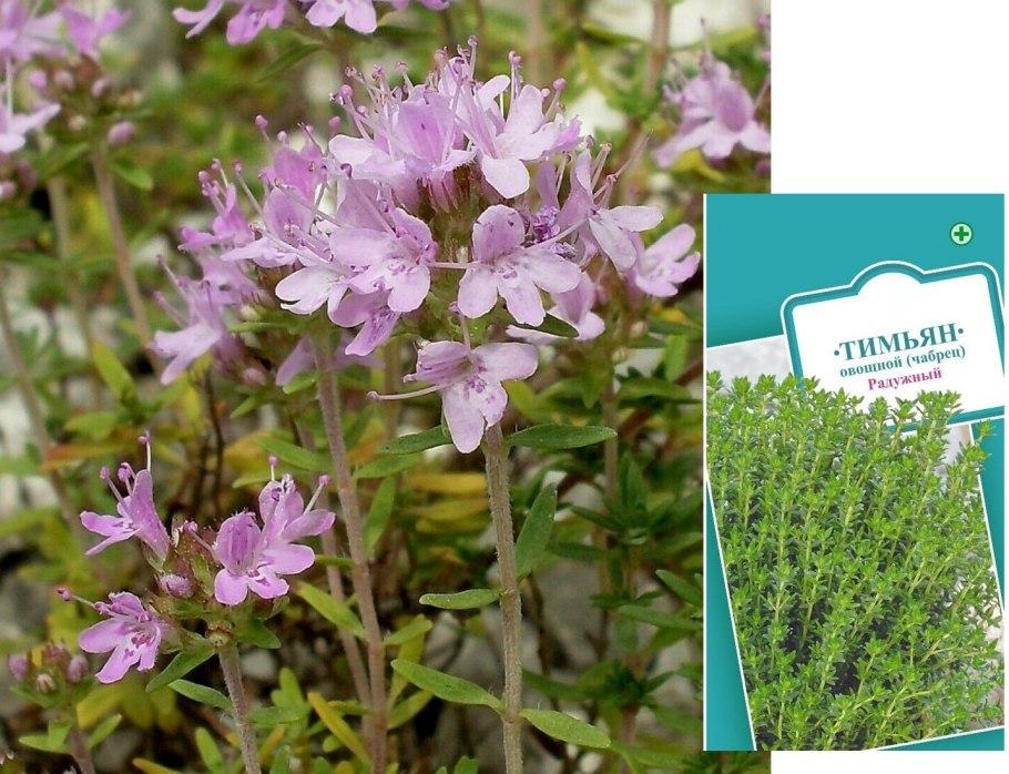 Тимьян ранний "pygmaeus"