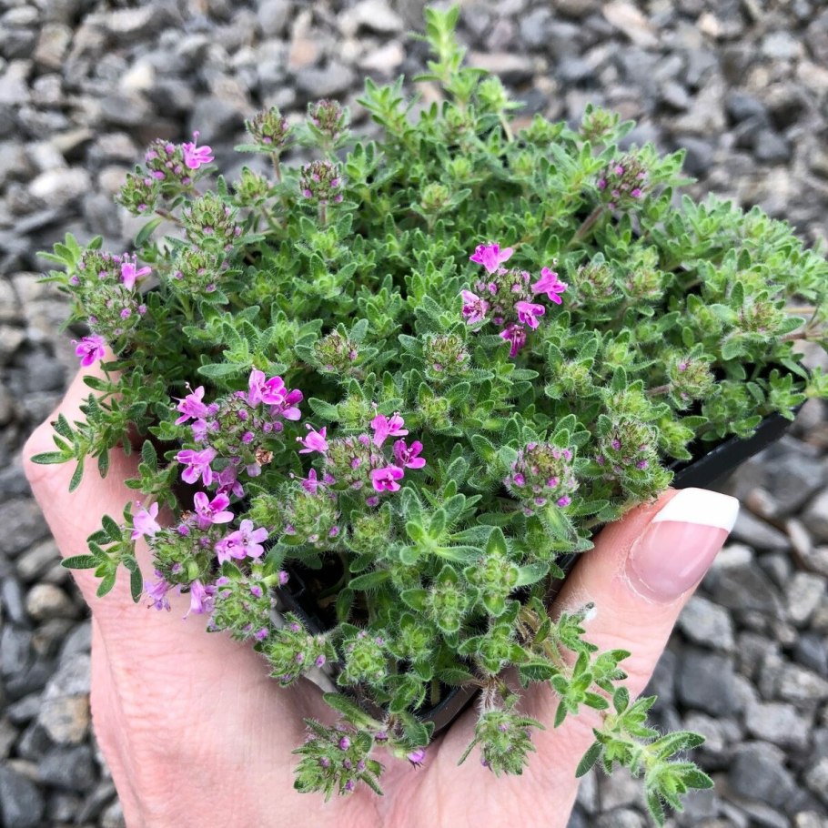 Чабрец клоповый — Thymus cimicinus