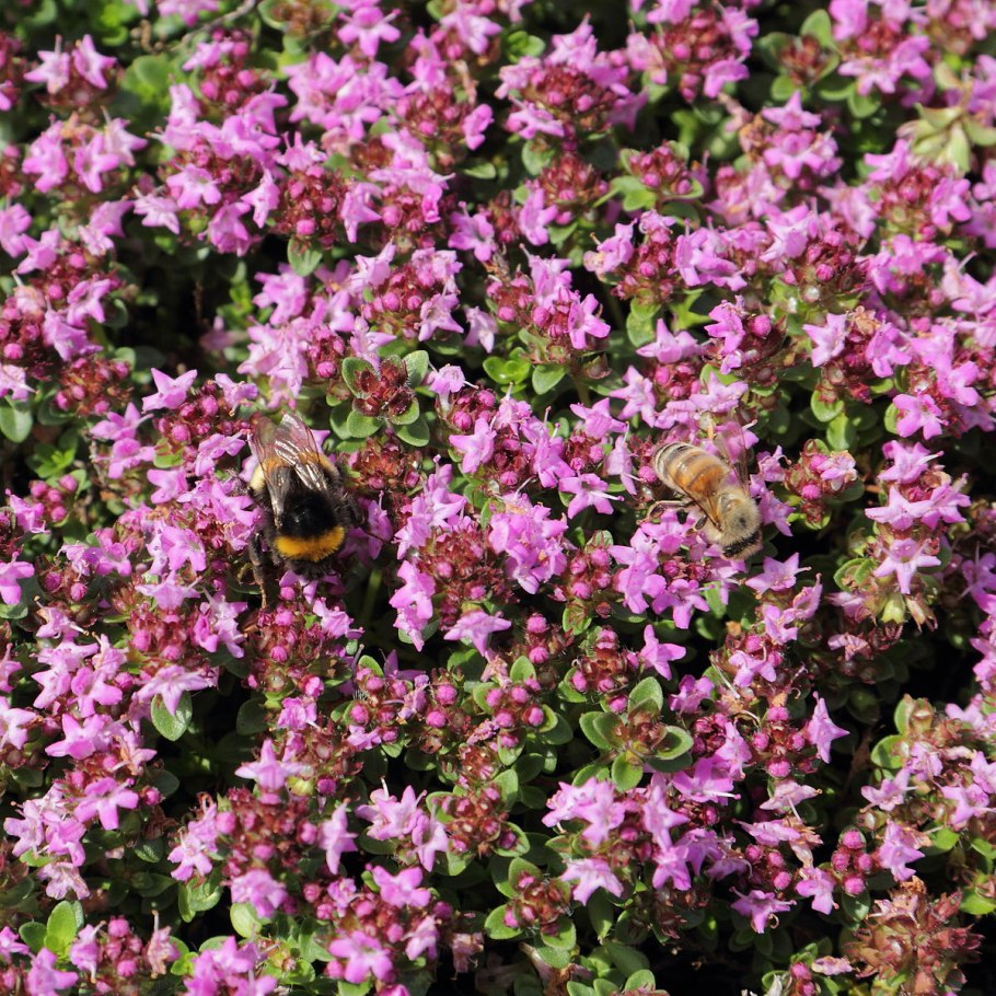 Тимьян "Elfin" (Thymus)