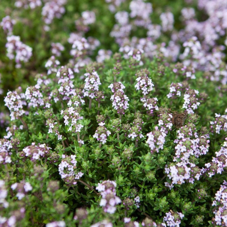 Тимьян Маркотхский (Thymus markhotensis)
