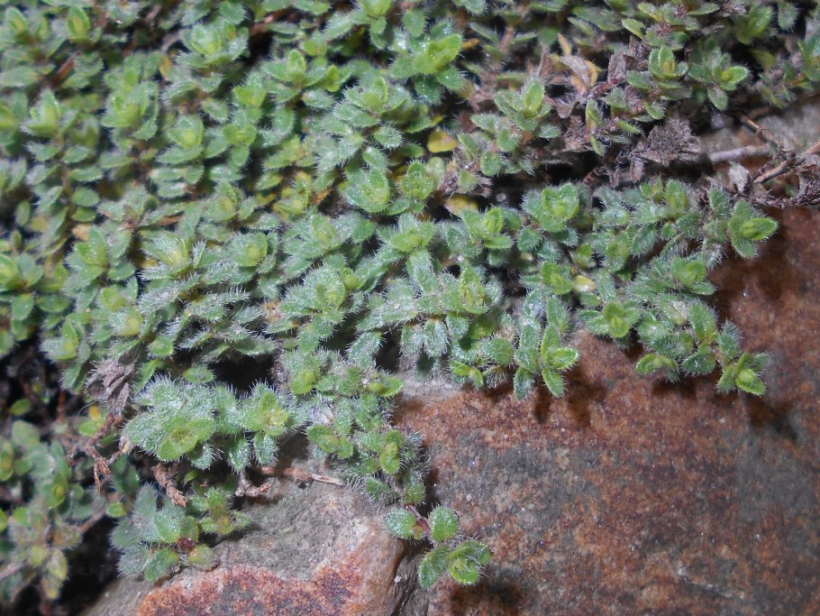 Тимьян praecox pseudolanuginosus