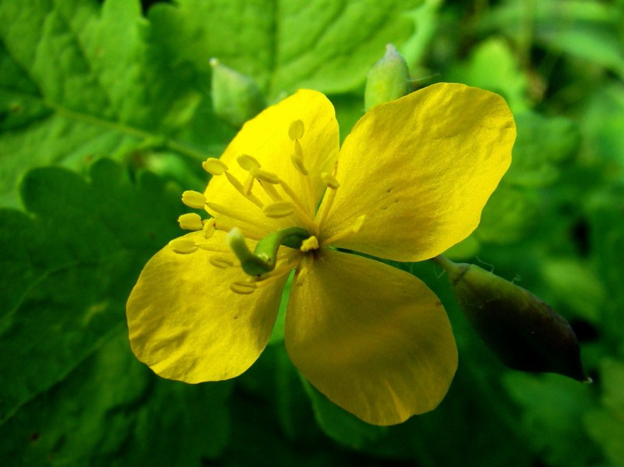 Chelidonium majus