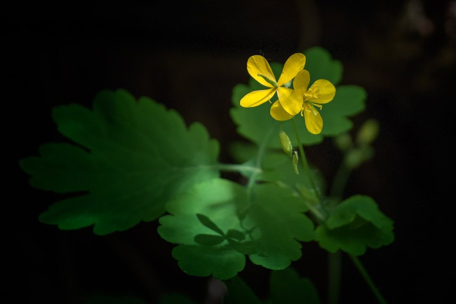Чистотел Chelidonium majus