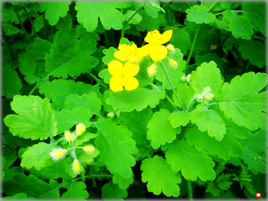 Chelidonium. Хелидониум (чистотел).