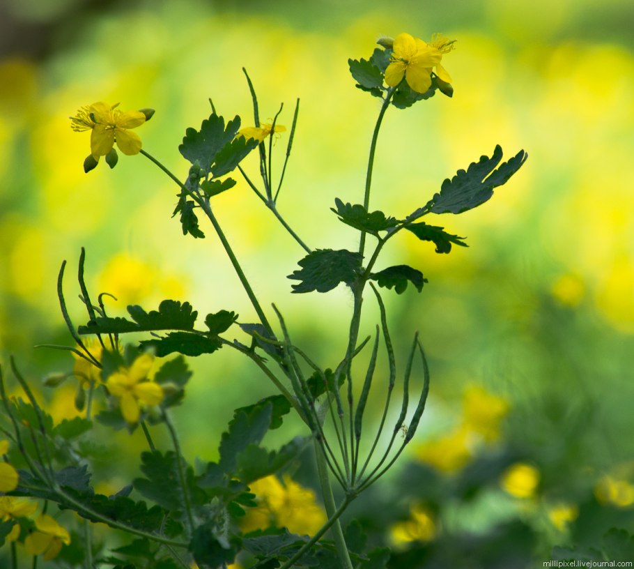Чистотел Chelidonium majus