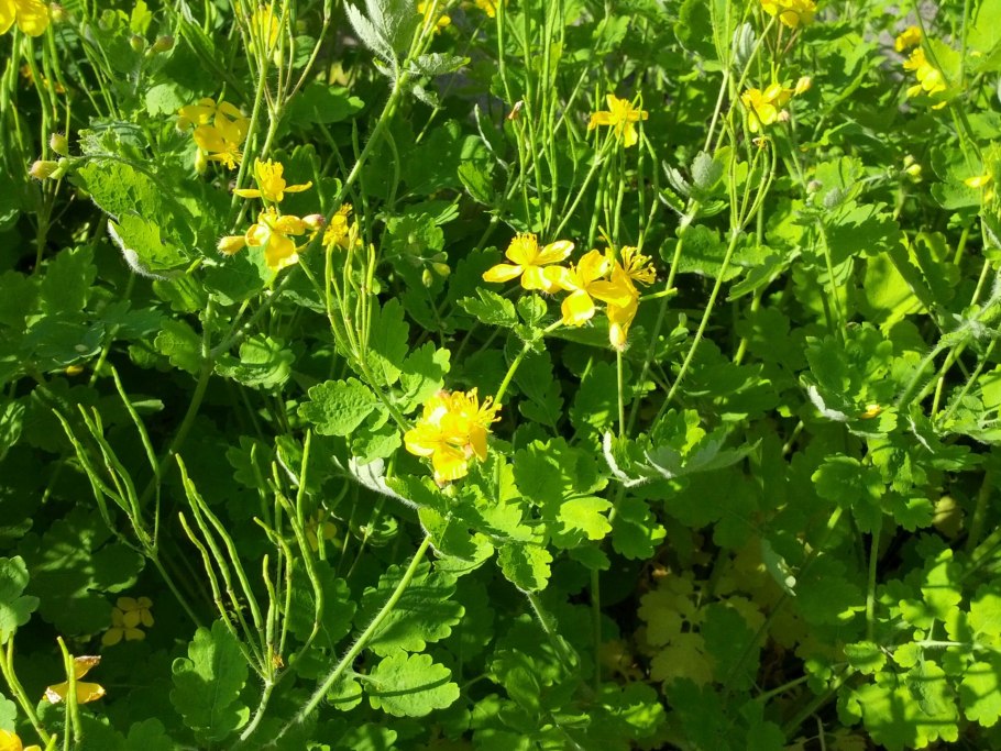 Чистотел большой (Chelidónium május)