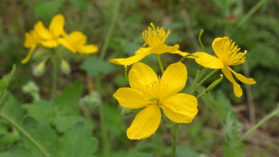 Чистотел большой Chelidonium majus