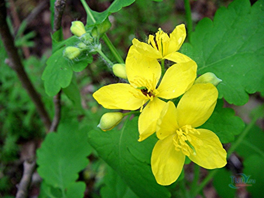 Chelidonium. Хелидониум (чистотел).