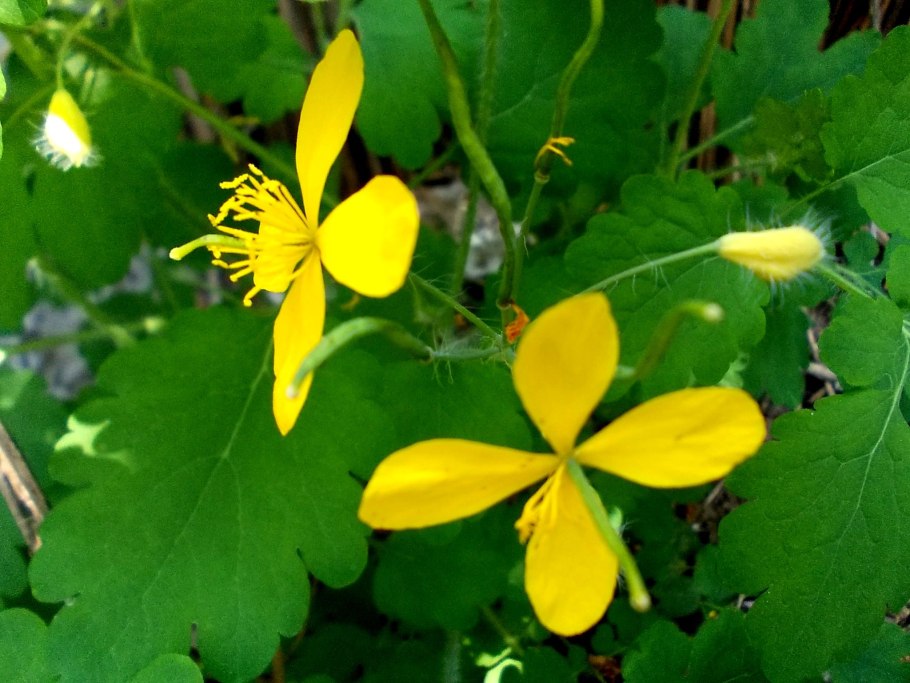 Chelidonium majus