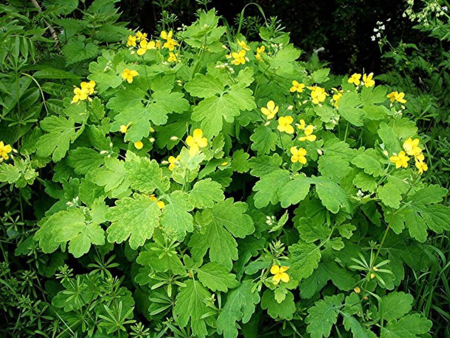Чистотел большой (Chelidonium majus l.)