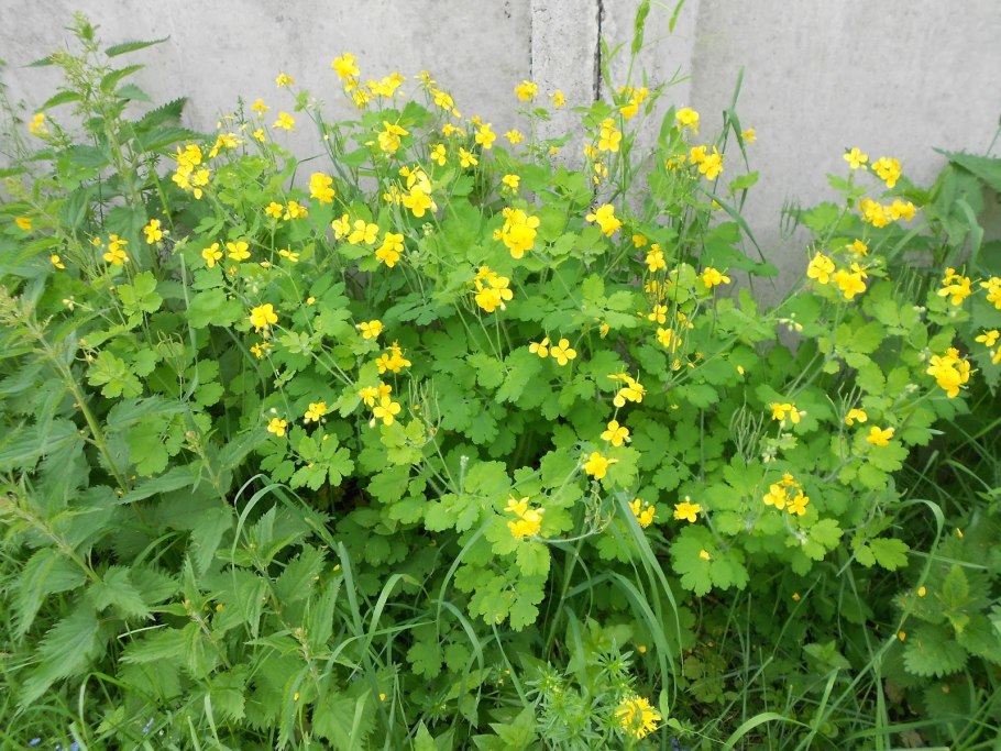 Чистотел Chelidonium majus