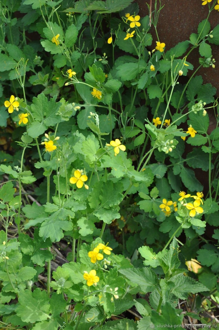 Chelidonium majus листья