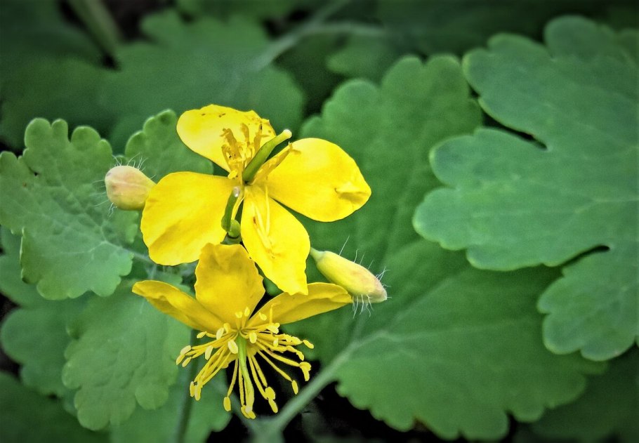 Чистотел большой Chelidonium majus