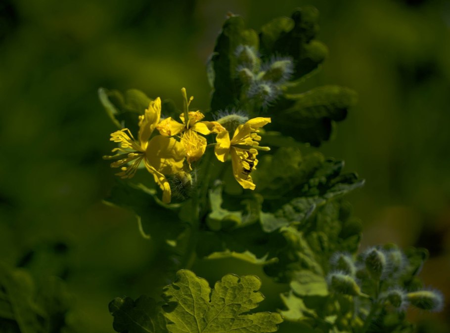 Chelidonium majus